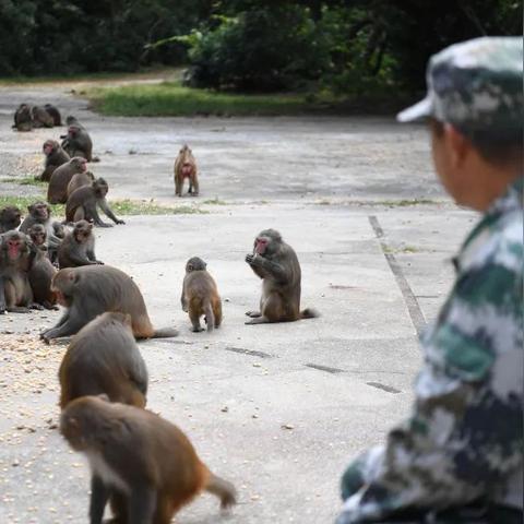 5月31日生肖猴运势如何(5月31日特吉生肖)