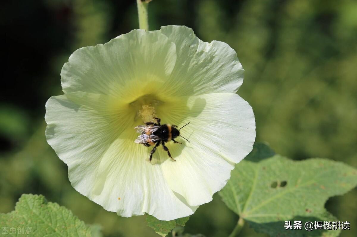 蜀葵花的花语和寓意,紫藤代表节气?"