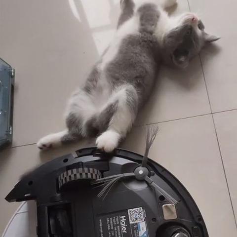 桂林市哪里埋小狗最多啊