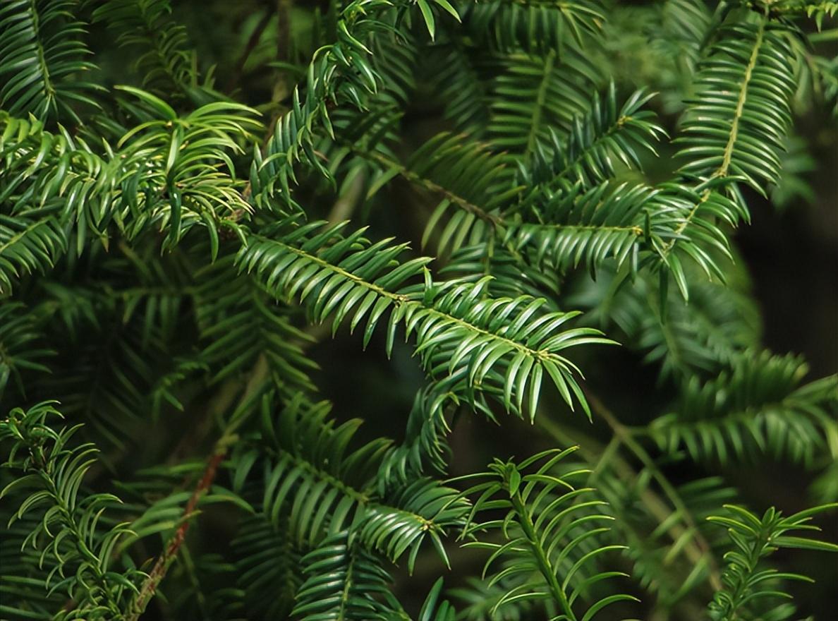 红豆杉种植方法和时间,红豆杉百科?