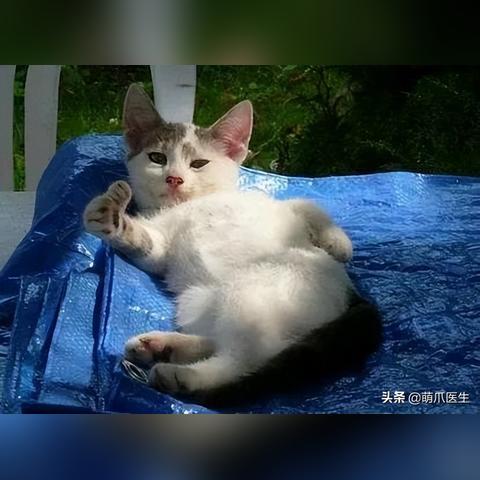 临沂市去哪里买宠物猫的