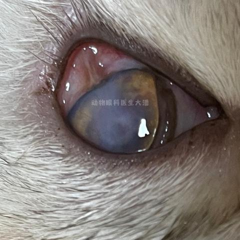 福建省眼科研究所的相关长尾关键词有哪些