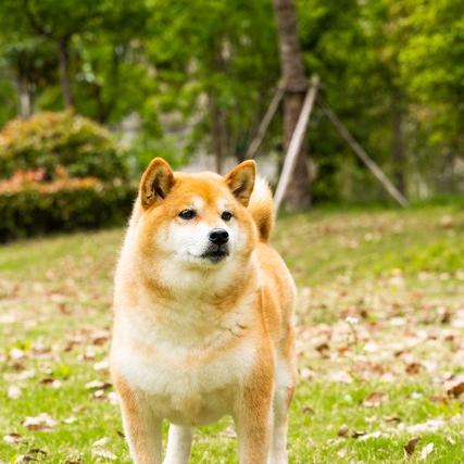 生肖狗什么年份运势好呢(生肖狗哪年运势好)