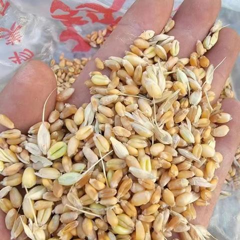 河南新乡思丰面粉的相关长尾关键词有哪些