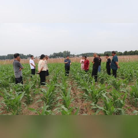 河南玉米怎么样