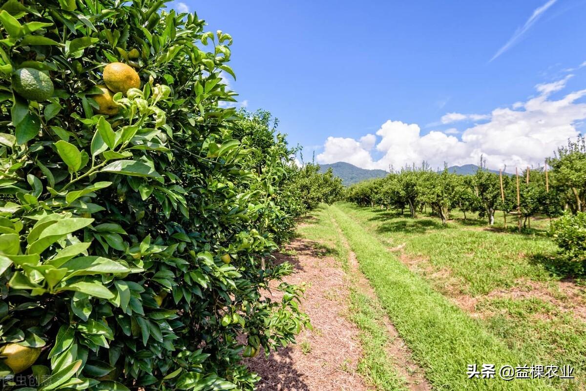 柑橘種植施肥手藝技巧_柑橘栽培的施肥時(shí)間在什么時(shí)候更好