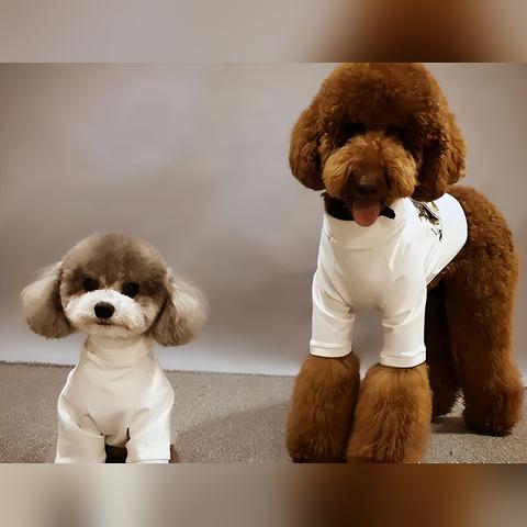 巨型泰迪有多大.巨型泰迪最大能长多大？