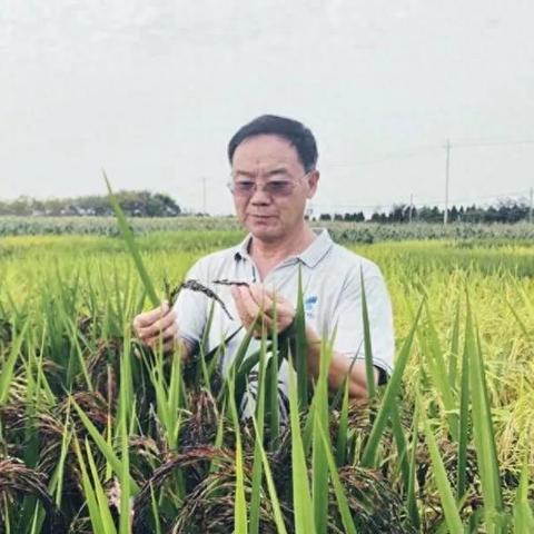 福建水稻一年几熟？
