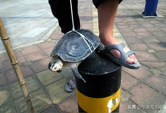 打扮成农民工模样，去街头卖“神龟”，这低级的骗术为何屡骗不绝