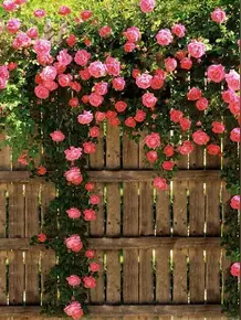 蔷薇唯美壁纸 头条搜索