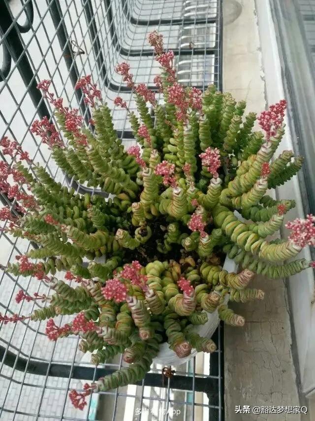 钱串子花,串钱花芦荟养殖方法?