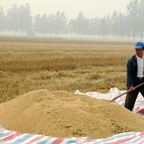 河南哪个地方麦子最好