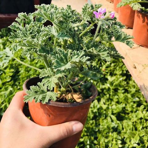 香茅醛/香茅醛有毒吗