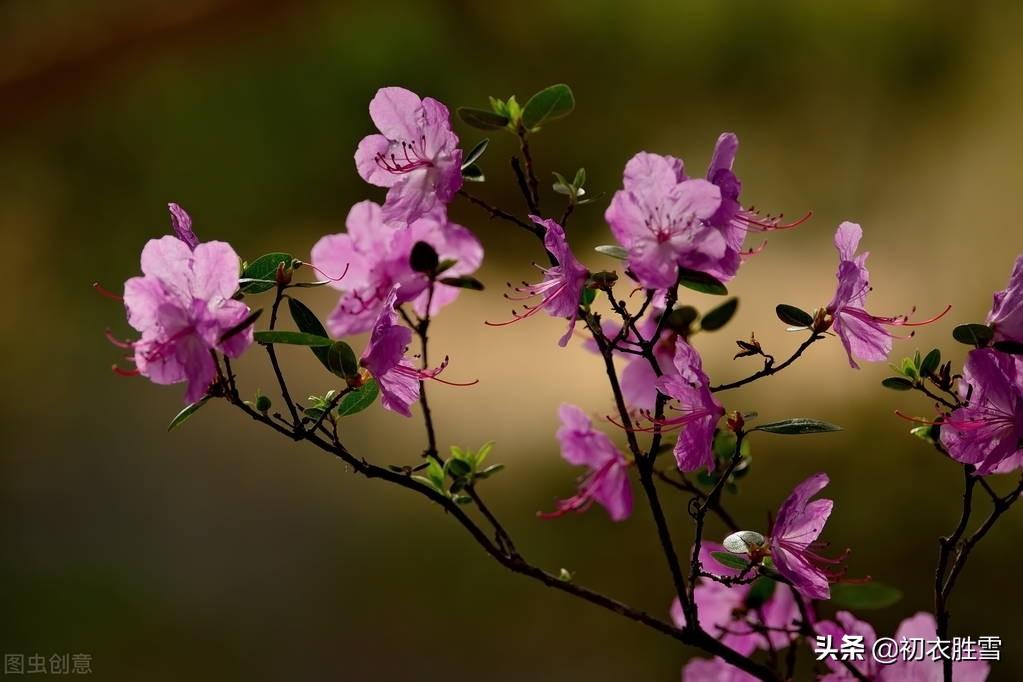 羊踯躅花,听雪楼中说到的浅碧踯躅花?