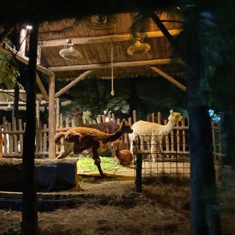 上海有哪些夜城景点