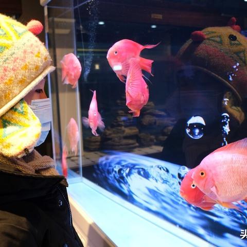 沈阳哪有大型批发卖观赏鱼的市场？