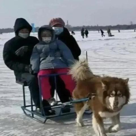 哈尔滨市准养犬有哪些