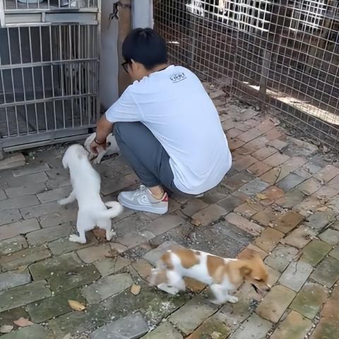 苏州市能养什么狗