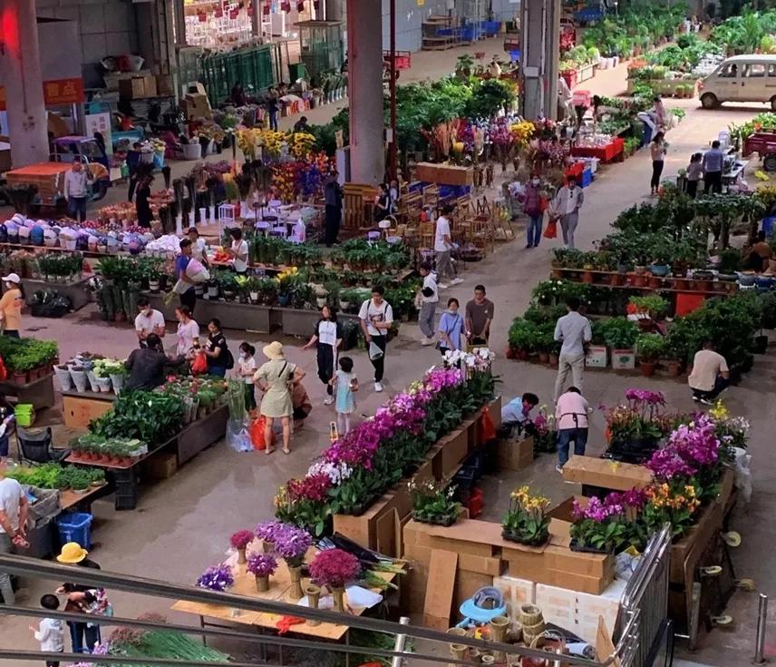 云南斗南花卉盆栽批发市场,云南最大的花卉苗圃种植基地?