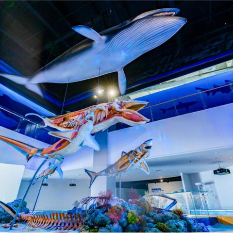 去合肥科技馆当天可以预约吗？