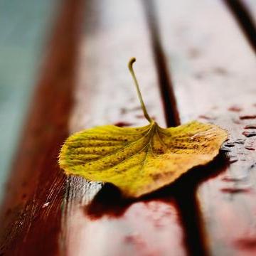 十二生肖运势顶呱呱(十二生肖运势详解最新完整版)