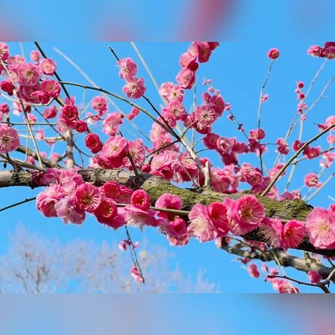 关于鲁迅上海相关关键词有哪些