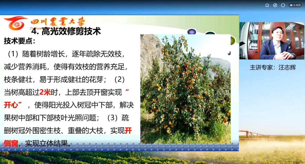 柑橘栽培技术培训方案设计（关于茶枝柑的种植管理方法）