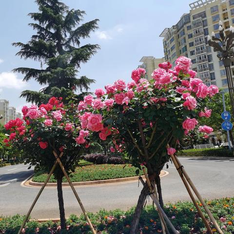 昆明市的玫瑰花展在哪里