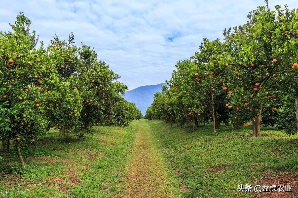 規(guī)模種植柑橘手藝研究陳述_柑橘種植財(cái)產(chǎn)辦理軌制