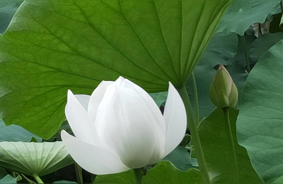 宝宝起名金牛好吗,冯唐为什么叫冯唐