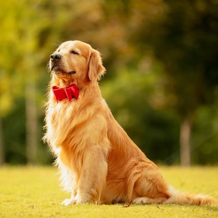 6月16日生肖狗运势(贵阳小吃推荐)