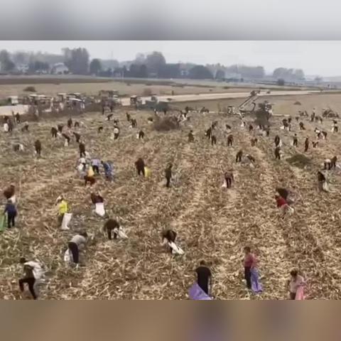 河南适合种什么药材