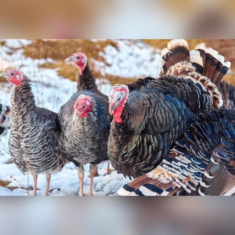 河南养殖企业排名的相关长尾关键词有哪些