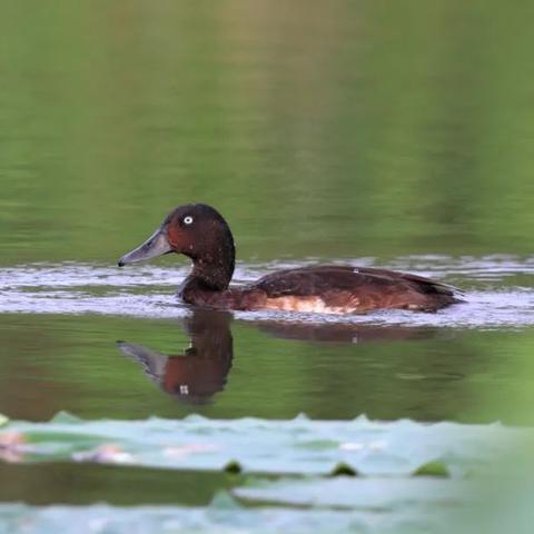 石家庄市巨生物的长尾关键词有什么