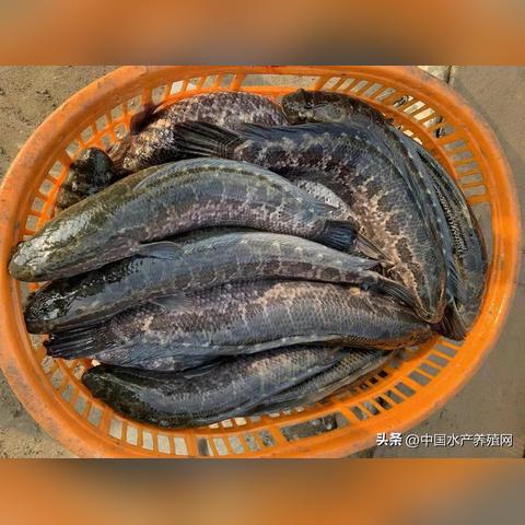 佛山市哪里有鳜鱼钓点卖