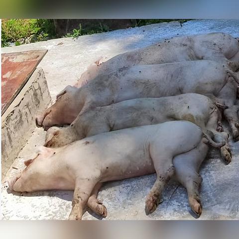 【桂林今日生猪价格】2025年7月10日桂林生猪价格是多少