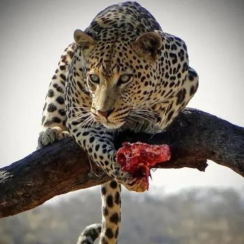 8月27日生肖运势兔(2021年8月27号生肖)