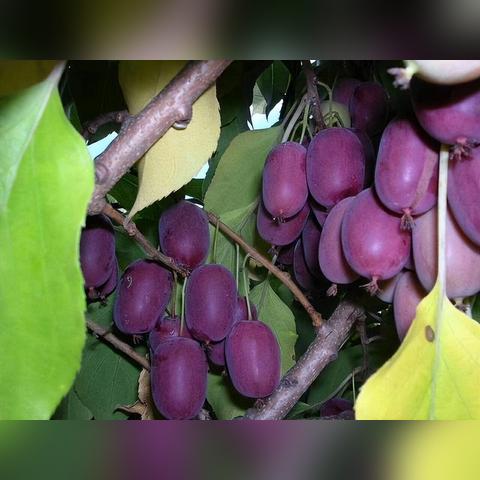 广西桂林地区能种植软枣猕猴桃吗？