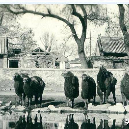 法国足球运动员骆驼是谁的长尾关键词有什么