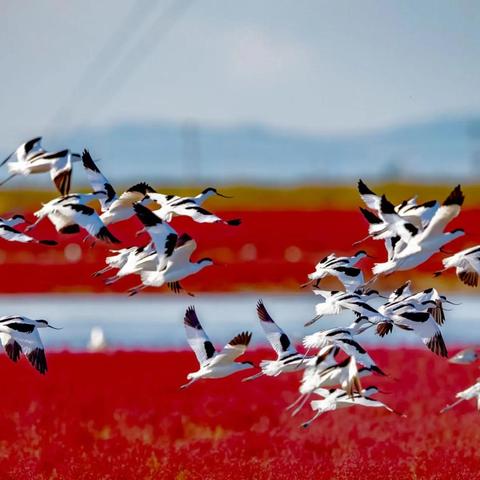 盘锦红海滩门票/盘锦红海滩门票需要预约吗