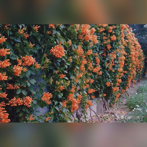 广西南宁冬天气温一般多少度？