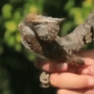 生肖蛇4月16日运势(属蛇4月13日运势)