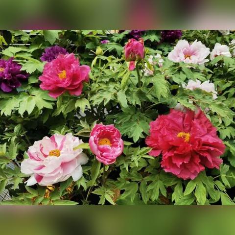 临洮县AI人工智能的相关长尾关键词有哪些