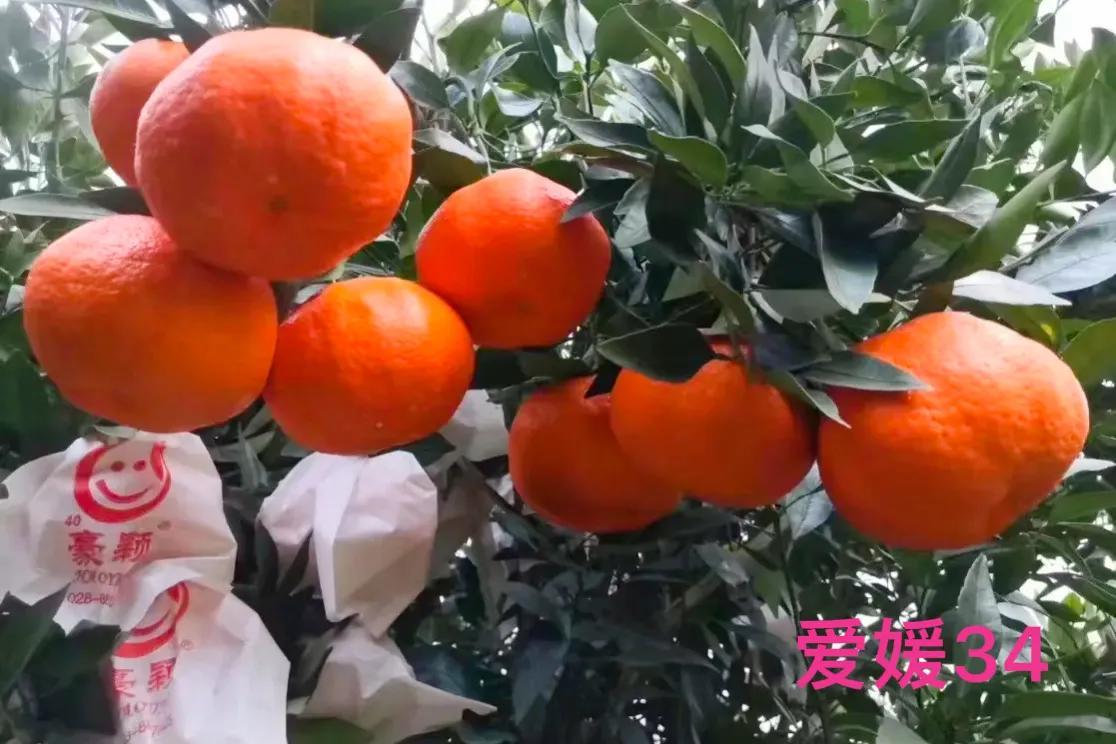 爱媛口感是不是甜的（柑橘皇后之称的爱媛28号有哪些优缺点）