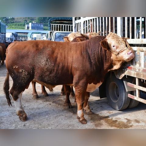 2025.11.16济南今日最新油价查询