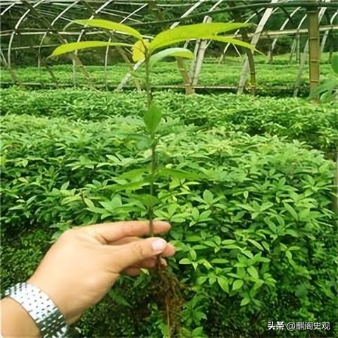 浙江九月份可以种什么菜？
