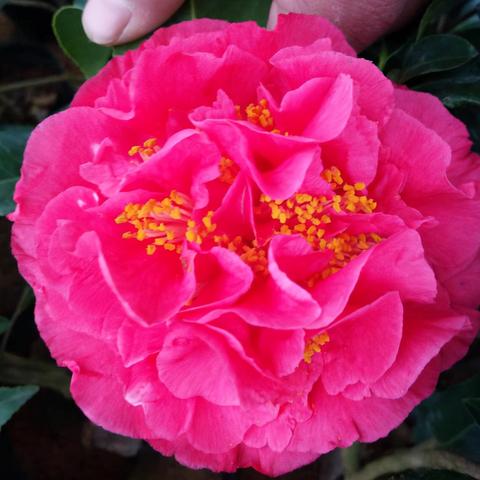 武汉吉祥美产品可靠吗的长尾关键词有哪些