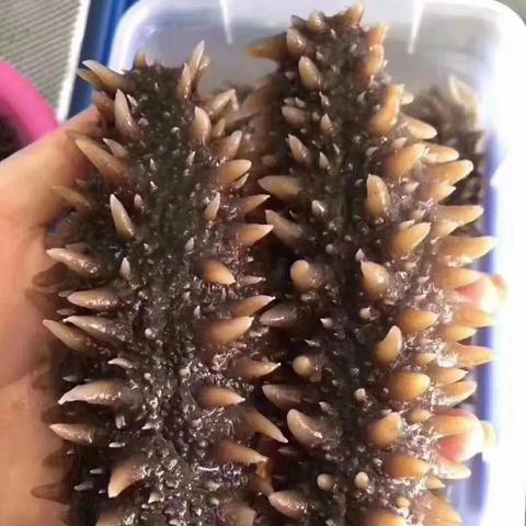 海参燕窝微商怎么做