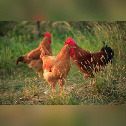8月20日生肖运势鸡(2021年8月20日特吉生肖运势)