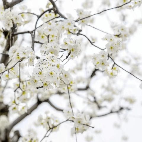 苏州什么时候下雪啊？